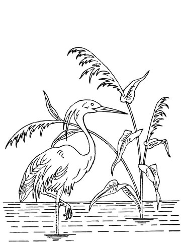 Crested Heron Coloring Page